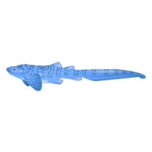 Blue Zebra Shark